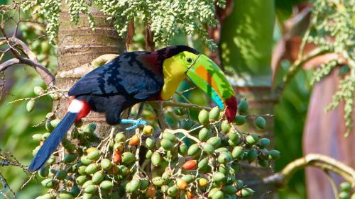 Bijagua Apartment | One Bedroom Villa on 20 Acres of Nature! "Bird Paradise"