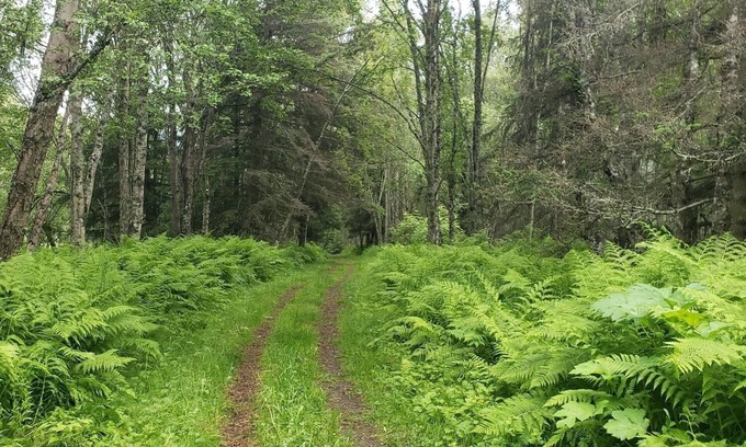 Homer House | Paradise Suites in Homer Alaska, an entire house w/a hot tub