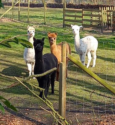 Assebroek Apartment | Privé studio in groene omgeving van Brugge fietsen & parkeerplaats inbegrepen