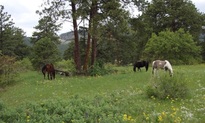Morrison Other | Private paradise on Alpaca Farm. A Colorado dream close to Denver.