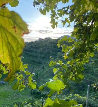 Col San Martino Apartment | Profumo di Collina