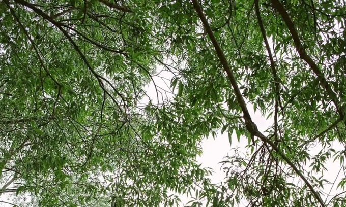 Rasnov House | Pura Vida Tiny House 1 Râșnov-Brașov