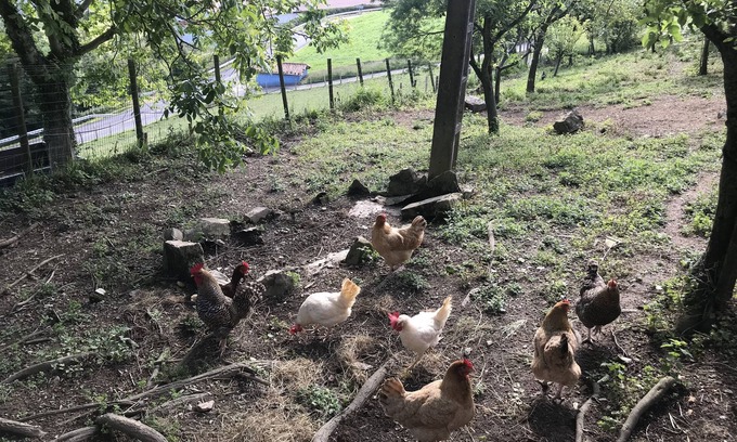 Aia Other | Rural apartment "Hernio" with 3 rooms