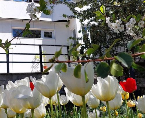 Playa Bonita House | Sakura No Ie