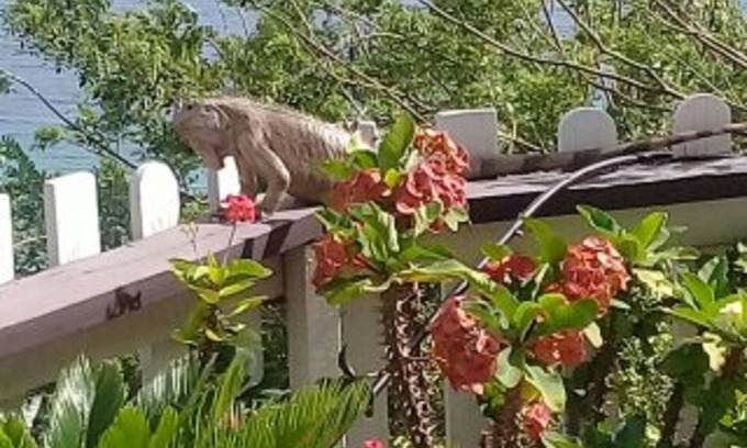 Argyle Apartment | The Boat House Tyrrel Bay