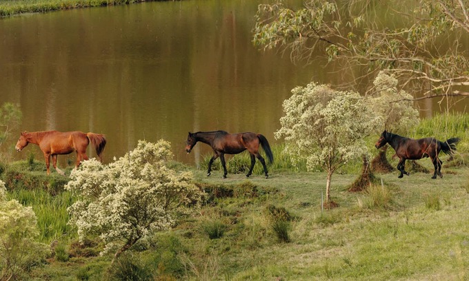 Upper Colo Cabin | Tiny Thomas Summary: