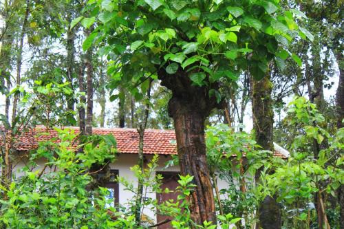 Chikkamagaluru House | Vastare Homestay and Resort Chikmagalur