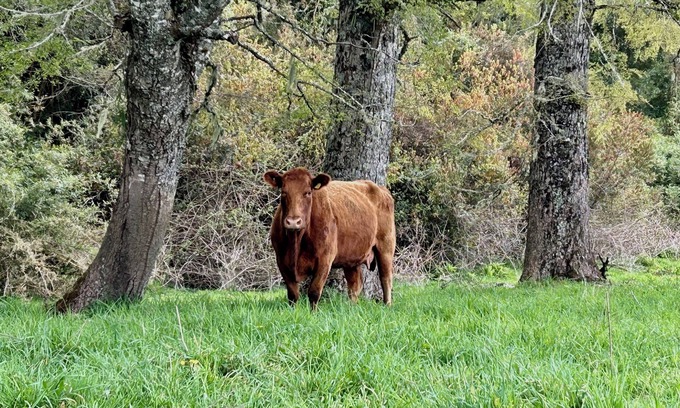 Puyehue House | Vive la naturaleza en paz en Fundo Bonanza, Puyehue. Amplia casa.