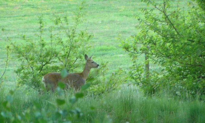 Torna-Hallestad Cottage | VYAHUSET - Cozy cottage by nature reserve