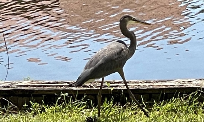 Lacombe House | Waterfront Escape 45 minutes to Downtown New Orleans!