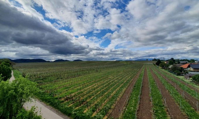 Morzheim Apartment | Weinseelig14