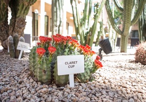 Courtyard by Marriott Phoenix Mesa