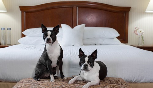 Dog Friendly Double Queen