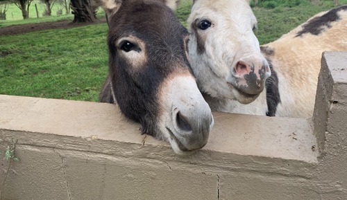 Monterosso 1 Bedroom Cottage