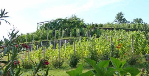 Apartment with Mountain View