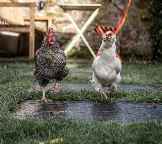 Triple Room with Garden View