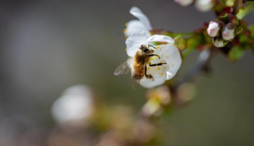 Two-Bedroom Superior Apartment