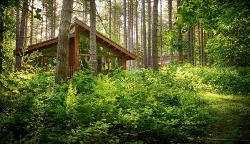 Silver Birch Cabin ( pet-friendly)