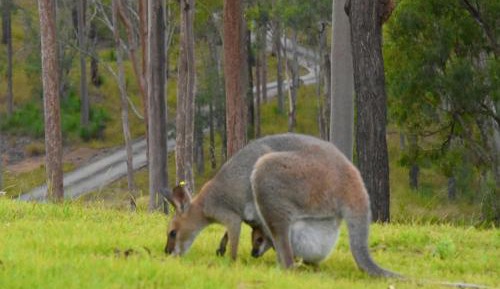Mountain view Glamping