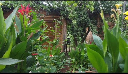 King Room with Garden View