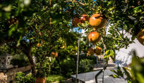 Studio with Garden View