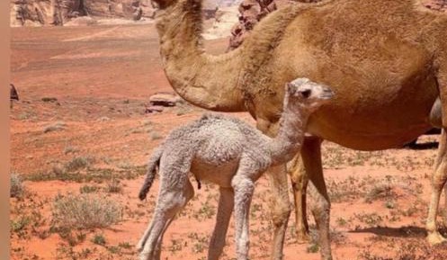 Deluxe Double or Twin Room with Garden View