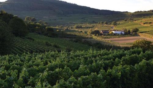 Superior One-Bedroom Apartment