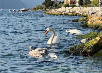 Double or Twin Room with Garden View