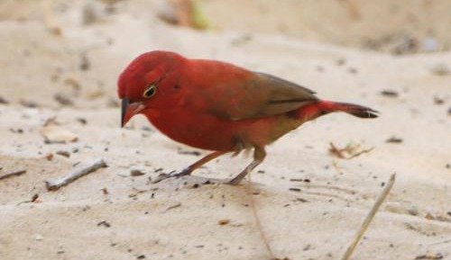 Deluxe Double Room with Shower