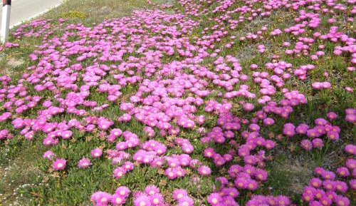 One-Bedroom Apartment (4 Adults)