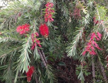 Queen Room with Garden View