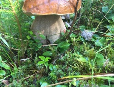 Deluxe Double Room (2 Adults + 1 Child)