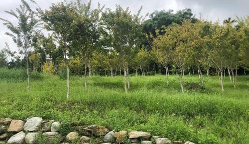 Quadruple Room with Mountain View