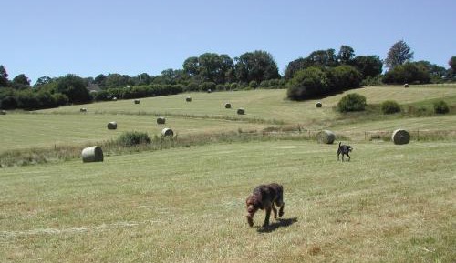 Family Room with Garden View