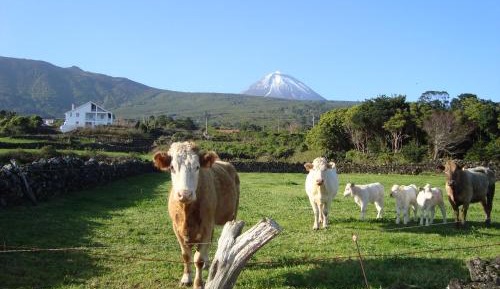 Four-Bedroom Apartment