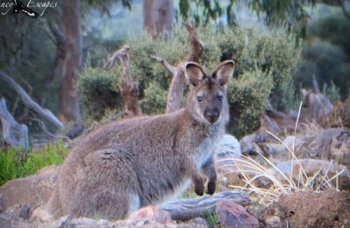 Mount Rumney House | Platypus Cabin - Mt Rumney Escapes