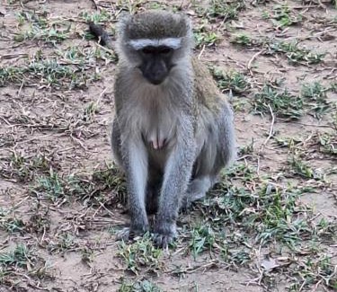 Kakumbi Villa | Magic Mfuwe Private Bush Estate