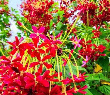 Checheng Cabin | 墾丁溪之谷樹屋農場民宿