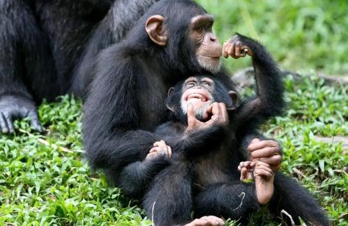 Central Kampala Boat Rental | 5 Days Gorilla & Wildlife Safari
