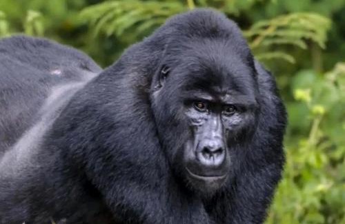 Central Kampala Boat Rental | 5 Days Gorilla & Wildlife Safari