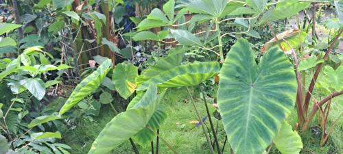 Tanna Island House | White Sand Ocean View Bungalow and Tours