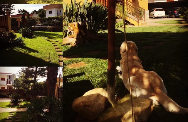 The blatant red tulip