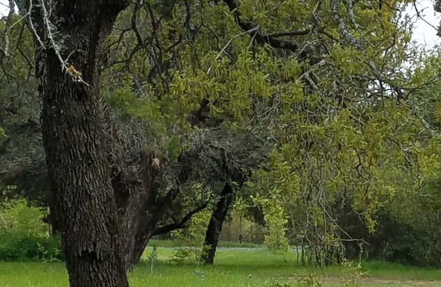 Primitive Camping for Eclipse in Path of Totality