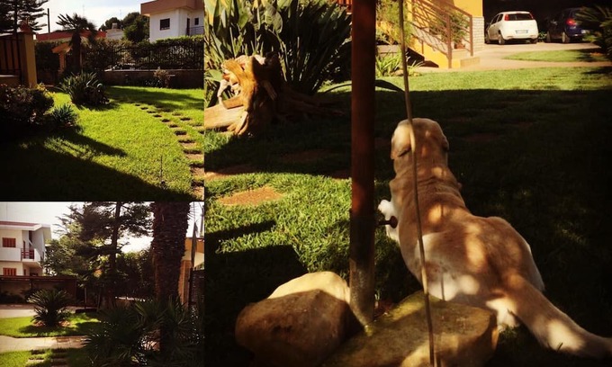 Municipio 5 Villa | The blatant red tulip