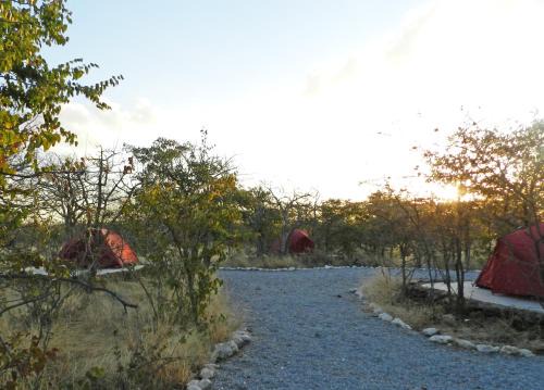 Okaukuejo Other | Etosha Village Campsite